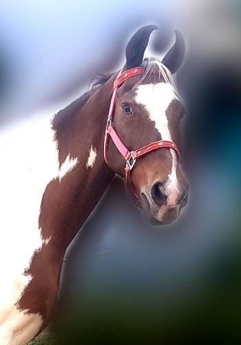 Baby, a Marvari breed horse at Shri Surya Horse Riding Training Centre
