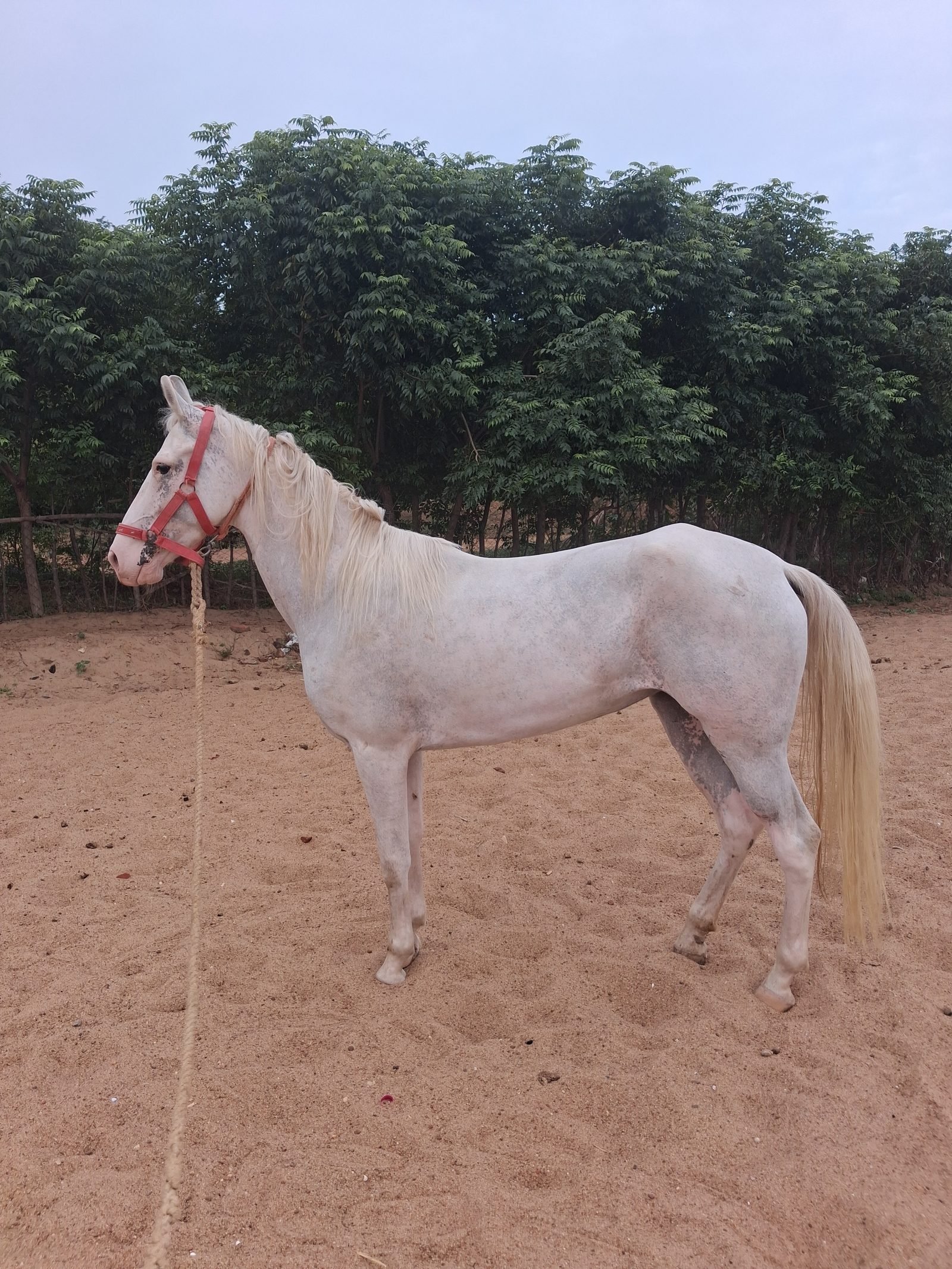 Native horse breed with characteristic curved ears at Shri Surya Horse Riding Training Centre